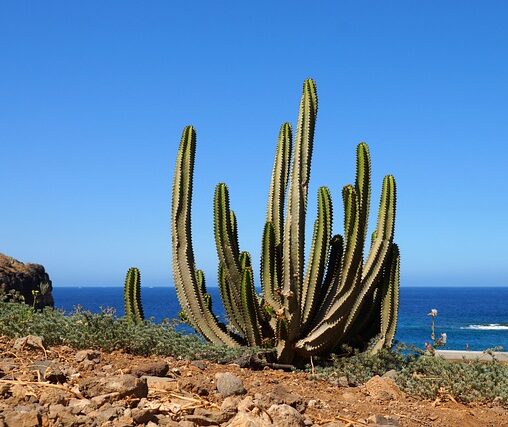 Spar penge på din ferie: Billige all inclusive rejser til Tenerife